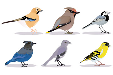 Set of birds