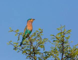 The Indian roller , is a member of the roller family of birds. They are found widely across tropical Asia and are best known for the aerobatic displays of the male during the breeding season. 