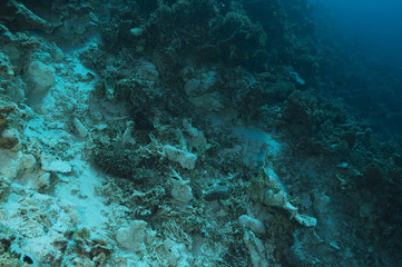 Fototapeta na wymiar Destruction of bomb fishing on a coral reef, Sulawesi Indonesia