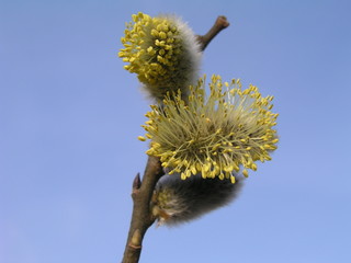 Risen blooming inflorescences catkins holly willow in early spring