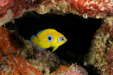 Obraz na płótnie Canvas Juvenile Lemonpeel angelfish, Centropyge flavissimus. Blue spot will disappear when matures. Kritimati Island, Kribati.