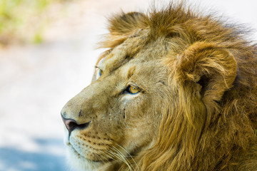 Asiatic Lion in a national park in India. These national treasures are now being protected, but due...