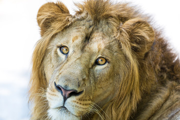Asiatic Lion in a national park in India. These national treasures are now being protected, but due to urban growth they will never be able to roam India as they used to. 