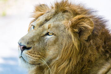 Asiatic Lion in a national park in India. These national treasures are now being protected, but due to urban growth they will never be able to roam India as they used to. 