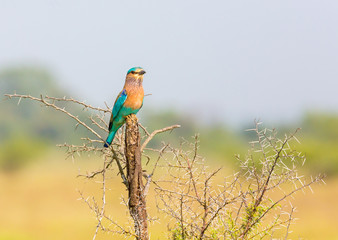 The Indian roller , is a member of the roller family of birds. They are found widely across tropical Asia and are best known for the aerobatic displays of the male during the breeding season. 