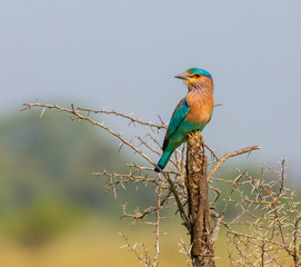 The Indian roller , is a member of the roller family of birds. They are found widely across tropical Asia and are best known for the aerobatic displays of the male during the breeding season. 