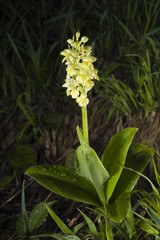 Wild orchid Orchis pallens Ilgaz Mountain Turkey
