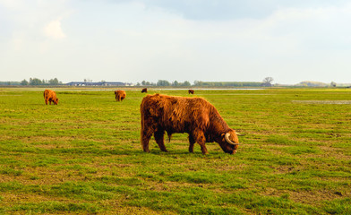Highland cattle grazing in a flat rural landscape in the Netherlands