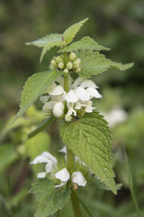 White Dead-nettle, Lamium album, in close-up