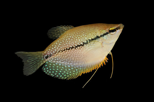 Pearl gourami Trichopodus leerii freshwater aquarium fish 