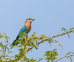 The Indian roller , is a member of the roller family of birds. They are found widely across tropical Asia and are best known for the aerobatic displays of the male during the breeding season. 