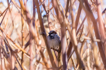 House sparrow deep in some bushes in the middle of winter in Quebec trying to keep out of the cold.