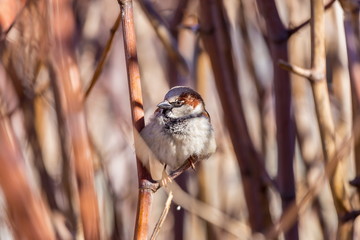 House sparrow deep in some bushes in the middle of winter in Quebec trying to keep out of the cold.