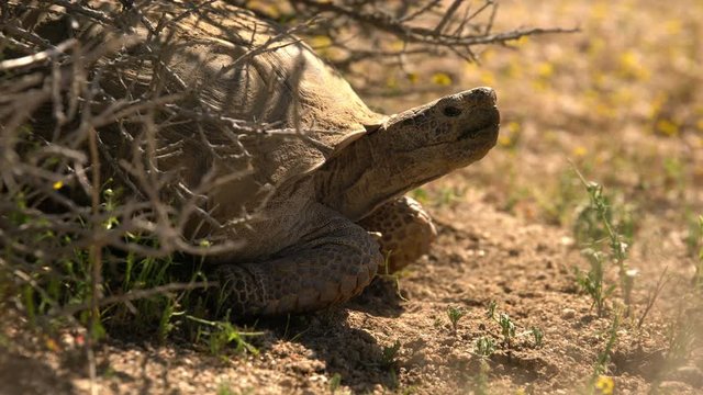 Wild Desert Tortoise 12 Gopherus Agassizii Mojave California