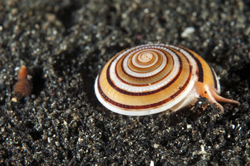 Sundial shell, Architectonica sp., Lembeh Strait Sulawesi Indonesia