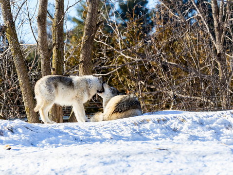 Arctic wolf, pictured in mid winter, north Quebec, Canada.