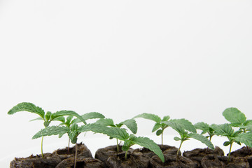 Cannabis seedlings healthy marijuana plants isolated white