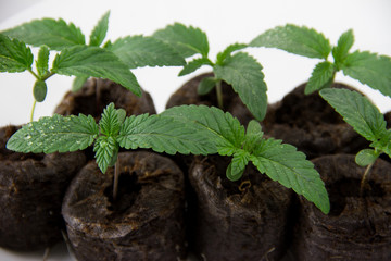 Cannabis seedlings healthy marijuana plants isolated white