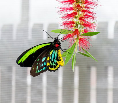 The Cairns birdwingor Cooktown and north birdwing perched on a green leaf background.