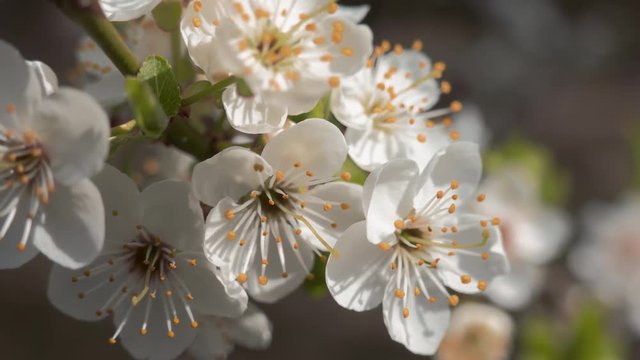 Spring blossom / Sprig of flowering trees on blurred background
