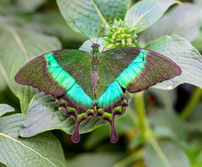 Common banded peacock, is a species of swallowtail butterfly on a green background. It is...