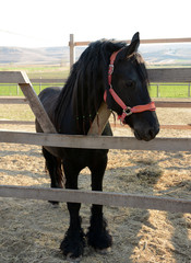 Beautiful black horse on a farm, sunny day
