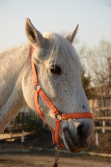 Beautiful white horse head on a ranch closeup