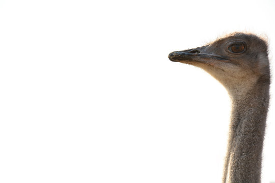 Ostrich head isolated on white background