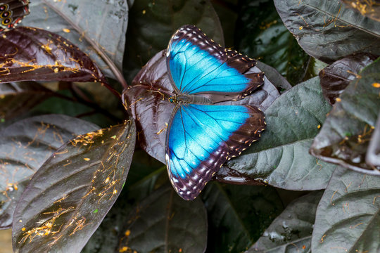 Blue Morpho Butterfly resting on a flower. Here you can see the inner wing color. The outer wing consists of round rings or eyes that sometimes confuses it with the owl butterfly.