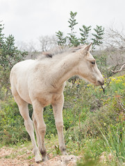 Obraz na płótnie Canvas half-wild cream foal . Israel