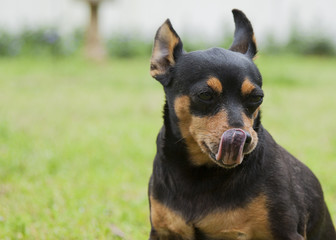Miniature Pincher Licking Tongue 