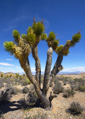 Joshua trees near Las Vegas
