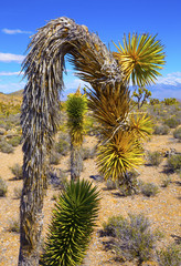 Joshua trees near Las Vegas