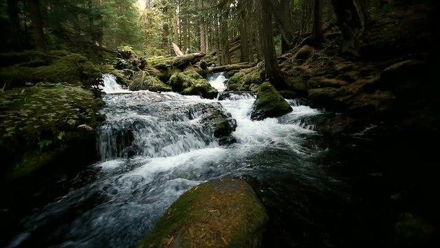 Panther Creek Flowing in a Dark Forest