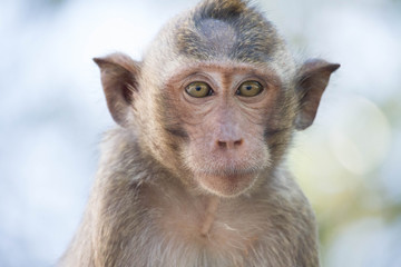 可愛いサル