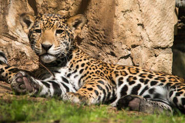 Young Jaguar