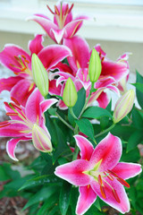 beautiful lilies blooming in spring garden