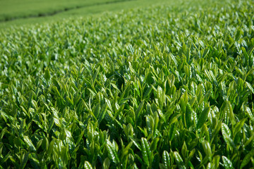 Fototapeta premium Close up of tea fields (Selective focus)