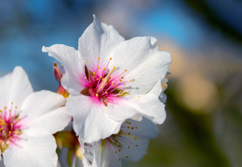 Mandelblüte Nahaufnahme