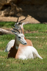Dama Gazelle