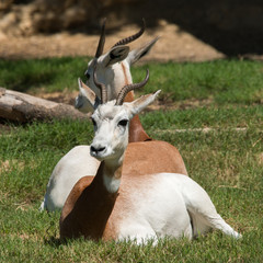 Dama Gazelle