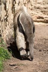 Obraz premium Anteater