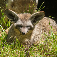 Bat-eared Fox