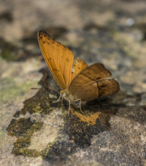 Butterfly near Kbal Spean waterfall