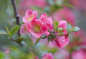 Fototapeta na wymiar flowers of japanese quince tree - symbol of spring, macro shot with blurry background