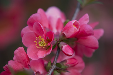 flowers of japanese quince tree - symbol of spring, macro shot with blurry background