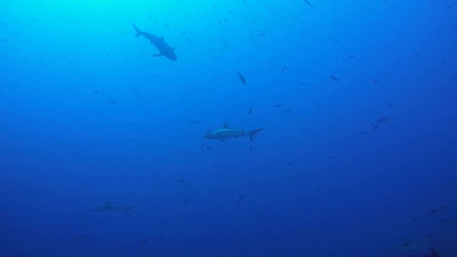 school of fish grey reef shark (Carcharhinus amblyrhynchos) In blue water, Indian Ocean, Maldives
