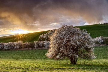 Blooming wild plum tree in the countryside during the sunset, landscape of farmland in springtime. Sunbeams penetrate through dramatic clouds.