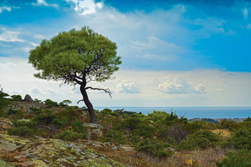Fototapeta na wymiar Alone pine tree on the Sithonia Island, Greece