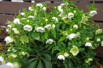 クリスマスローズ・白花